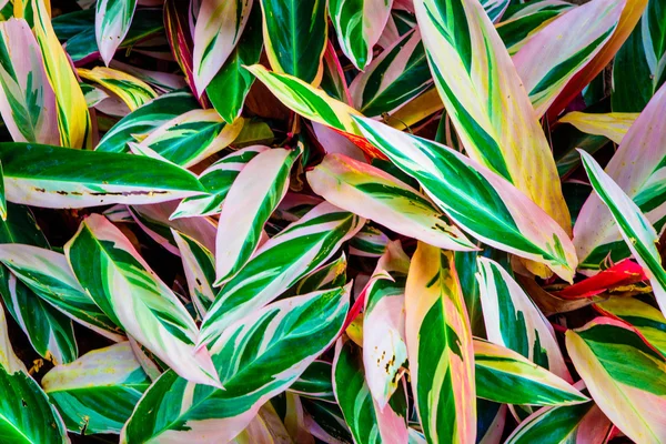 Witte, roze en groene blad plant textuur — Stockfoto