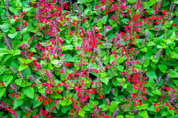 Pequeña flor rosa margarita vibrante color con hojas —  Fotos de Stock