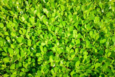 Yaprak yeşil doku, desen karanlık ve aydınlık sesi üzerine bırakır.