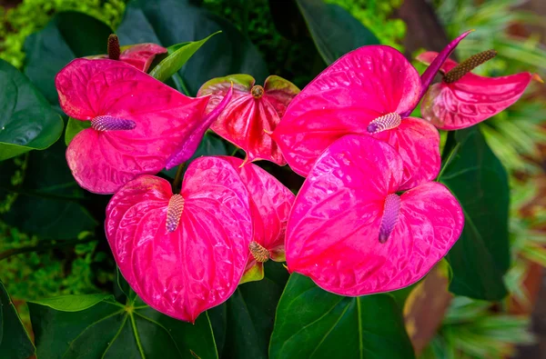 Flor roja y rosa del anthurium también conocida como flor de la cola . —  Fotos de Stock