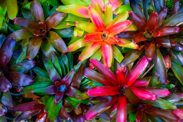 Aechmea fasciata tipo de Brasil Plantas coloridas —  Fotos de Stock