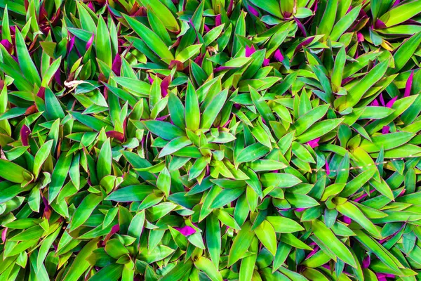 Paarse en groene blad textuur, blad achtergrond — Stockfoto