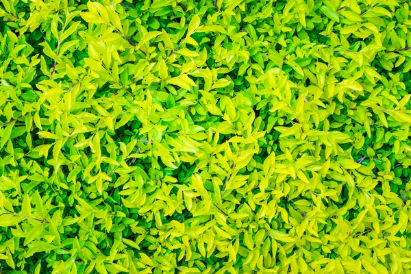 Textura de hoja verde, hojas patrón — Foto de Stock