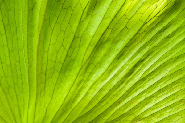 Zblízka pohled andinum listy kapradí (Platycerium coronarium kapradí) — Stock fotografie