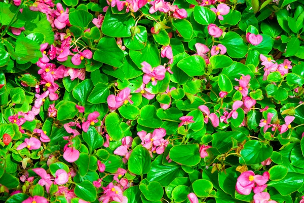 Kleine roze daisy bloem levendige kleuren met bladeren — Stockfoto