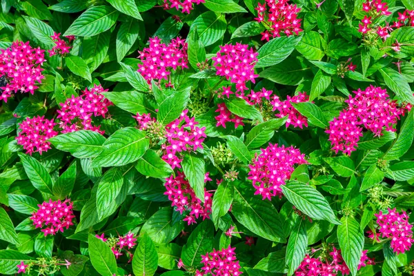 Pequeña flor rosa margarita vibrante color con hojas — Foto de Stock