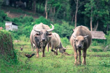Tay Buffalo alan fotoğrafçı özgün tarım kullanım buffalo pulluk bakarken alanın üzerine yürümek.