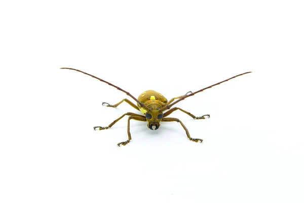 Escarabajo de cuernos largos (Dorysthenes walkeri Waterhouse ) —  Fotos de Stock