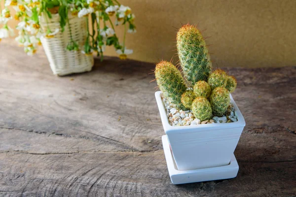 Kaktus w ceramiczny garnek i kosz kwiatu na drewnianym stole — Zdjęcie stockowe
