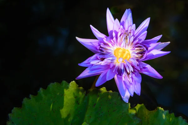 beautiful light purple lotus flower with leaves in pool on dark and light tone with copy space.