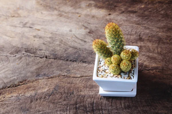 Kaktus w ceramiczny garnek na drewnianym stole z Vintage brązowy papier tekstura tło. — Zdjęcie stockowe