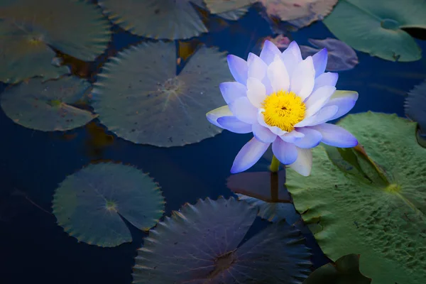 Gyönyörű fény lila lótuszvirág levelek a medencében — Stock Fotó