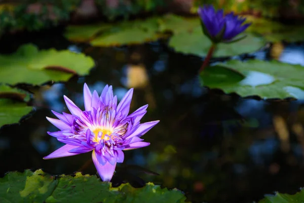 Gyönyörű fény lila lótuszvirág levelek a medencében — Stock Fotó
