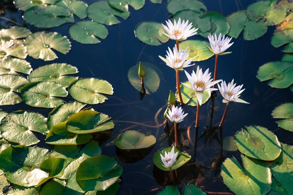 Hermoso grupo de flor de loto blanco con hojas —  Fotos de Stock