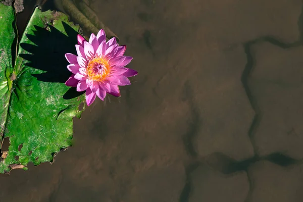 Bela luz flor de lótus roxo com folhas na piscina na luz escura — Fotografia de Stock