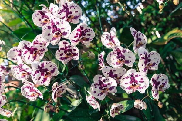 Boeket van roze bloemen orchideeën, Phalaenopsis in tuin vintage stijl. — Stockfoto