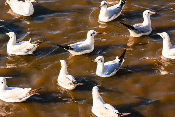 Seagulls float on sea. — Stock Photo, Image