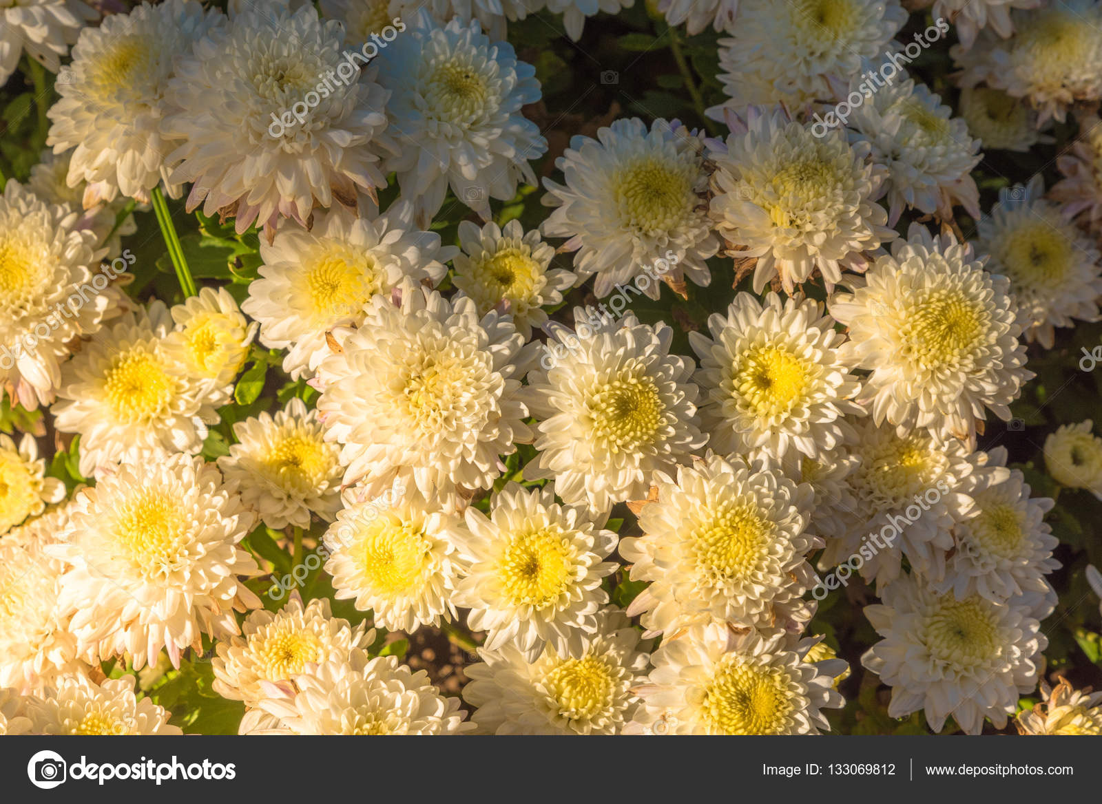 White Chrysanthemum Flowers Wallpaper Background In Warm Light