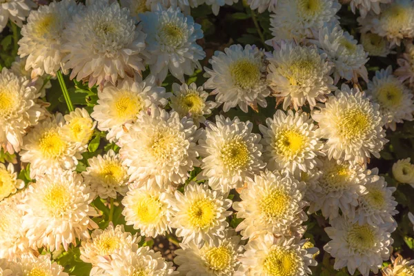Branco crisântemo flores papel de parede fundo em tom de luz quente e vintage . — Fotografia de Stock
