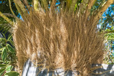 doku arka planını Grammatophyllum Orkide kök orkide.