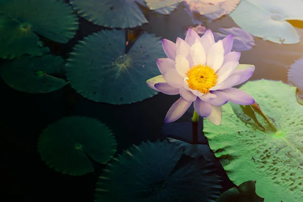 Gyönyörű fény lila lótuszvirág levelek a medencében a sötét fény — Stock Fotó
