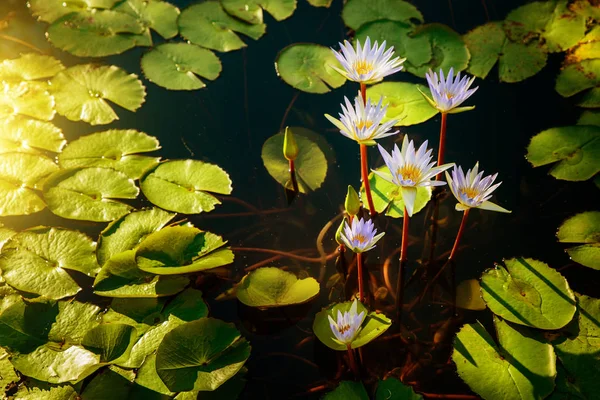 Hermoso grupo de flor de loto blanco con hojas en la piscina en la luz oscura y vintage —  Fotos de Stock