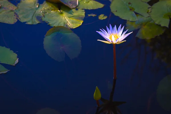 Hermosa flor de loto rosa con abeja volando por encima de la superficie de agua azul profundo con tono vintage . —  Fotos de Stock