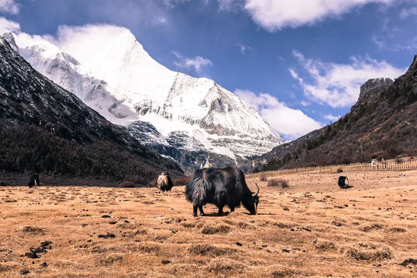 Le yak noir de l'Himalaya au champ regagne la montagne de neige à la réserve naturelle de Yading, Chine . — Photo