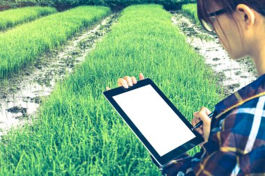 Kadınlar boş tablet ve pirinç alan bitki arka plan, tarım iş kavramı ile elektronik kalem tutan hipster gömlekli