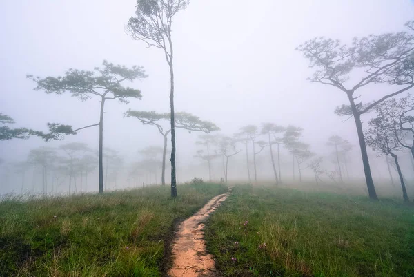 Sendero a través de un misterioso bosque oscuro brumoso en la niebla. Mañana de otoño — Foto de Stock