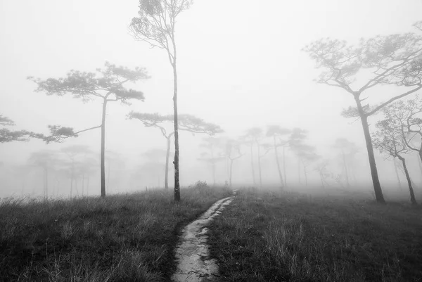 Szlak przez tajemniczy ciemny Las mglisty we mgle. Jesienny poranek — Zdjęcie stockowe