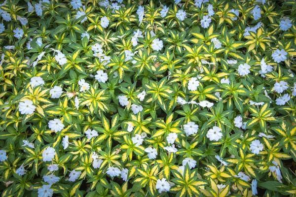 Vista superior de hierba verde con pequeñas flores blancas de fondo — Foto de Stock