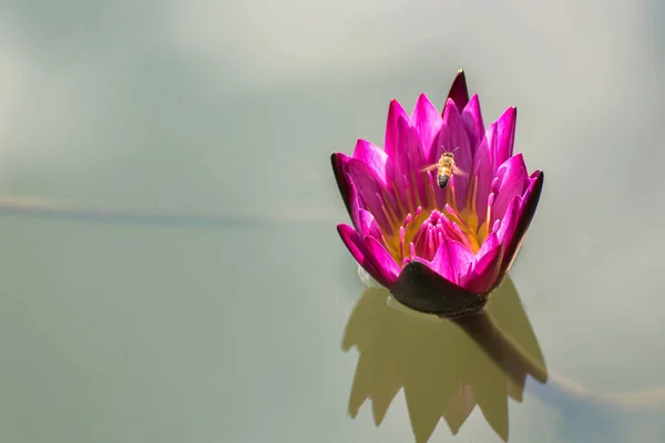 Gyönyörű pink lotus virág a MEH mély kék w fölött repül — Stock Fotó