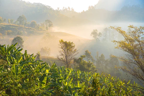 Hermoso paisaje durante el tiempo la vista del amanecer desde debajo de Doi Luang Chiang Dao en las áreas protegidas de la vida silvestre con plátanos . — Foto de Stock