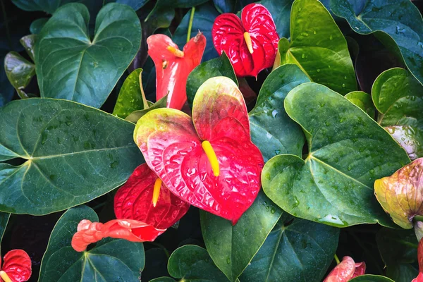 Flor roja y rosa del anthurium también conocida como flor de la cola, llameante —  Fotos de Stock