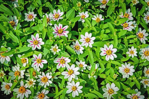 Bonitas flores blancas floreciendo en un jardín en vista superior para backgr —  Fotos de Stock