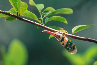 Lanternflies, Fulgorid Planthoppers, dal üzerinde fener hata