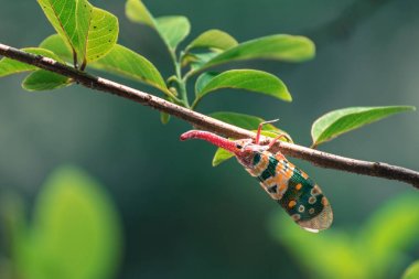 Lanternflies, FULGORID PLANTHOPPERS ,Lantern Bugs on twig clipart