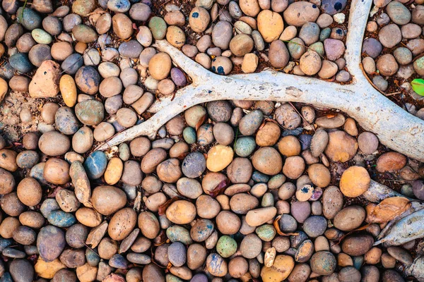 Pedrinhas redondas lisas abstratas pedra do mar com raiz de madeira para textu — Fotografia de Stock