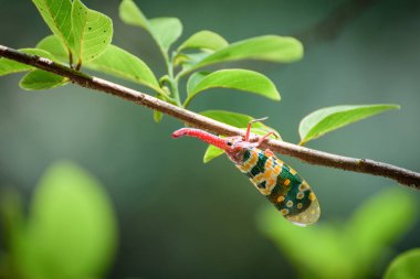 Lanternflies, FULGORID PLANTHOPPERS ,Lantern Bugs on twig clipart