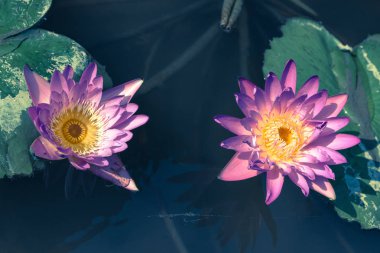 derin mavi su surfa güzel Nilüfer veya lotus çiçeği