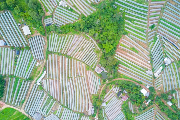 Luftaufnahmen schöne Aussicht auf Gemüsebeete mit klaren — Stockfoto