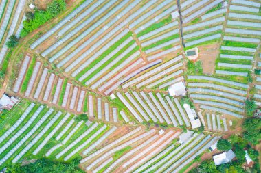 aerial photography beautiful view of vegetable plots with clear  clipart