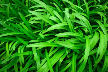 Yeşil yaprak veya yaprak doku arka plan