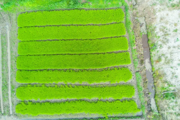 Luftaufnahme von oben von der fliegenden Drohne von grünen Reisfeldern in — Stockfoto