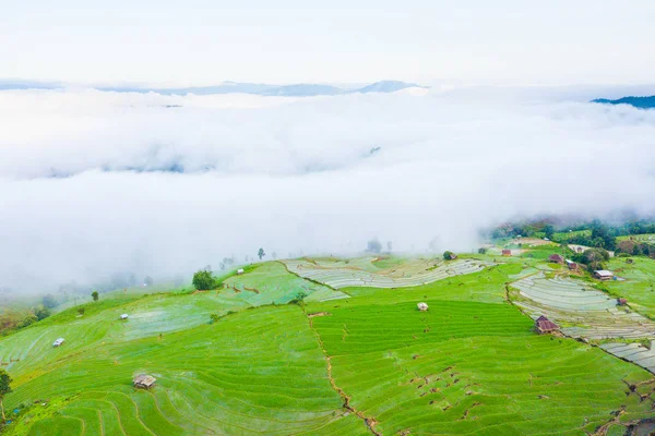 Снимок с высоты птичьего полета с зеленых рисовых полей — стоковое фото