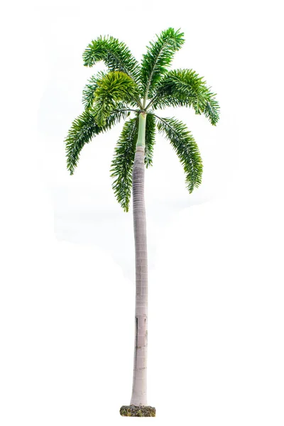 Palma isolata su sfondo bianco con percorso di ritaglio — Foto Stock