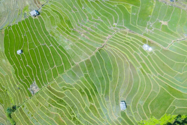 녹색 쌀 필드 무인 항공기 비행에서 최고 조감도 사진 — 스톡 사진