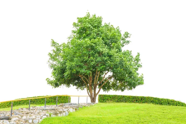 Boom en veld van gras met stenen trap leidt naar de boom voor succes concept geïsoleerd op een witte achtergrond met uitknippad — Stockfoto