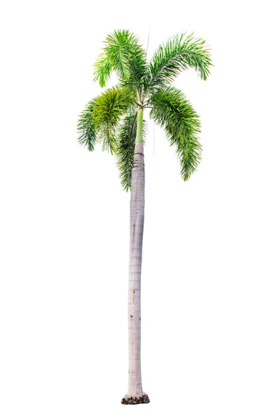 Palmy izolované na bílém pozadí s oříznutou cestou — Stock fotografie